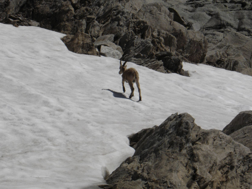 randonnes maurienne refuge fond aussois dent parrache